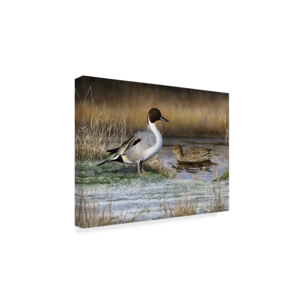 Nigel Artingstall 'Pintail Ducks' Canvas Art,14x19